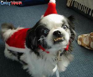 Psycho xmas dog