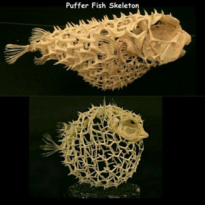 puffer fish skelaton