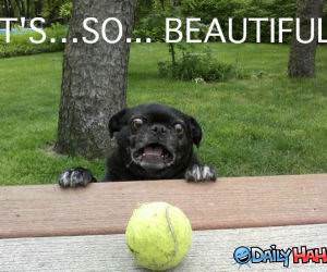 Pug Impressed funny picture