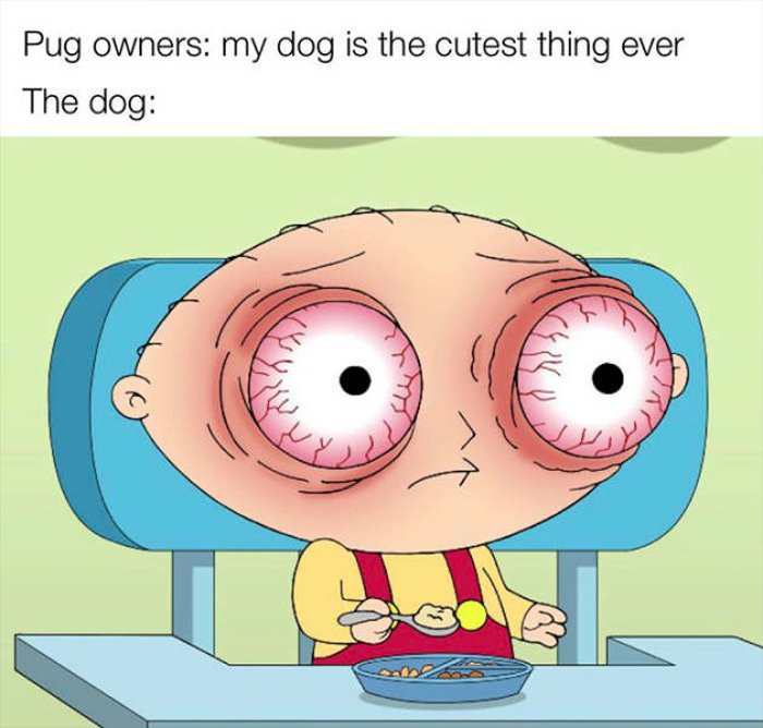 pug owners