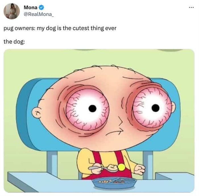 pug owners ... 2