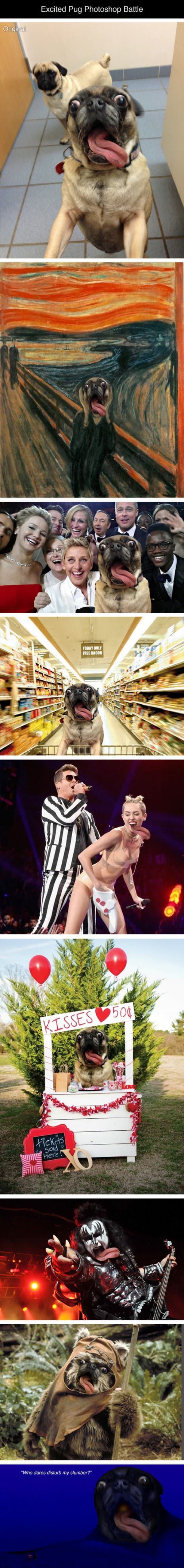 pug photoshop battle funny picture