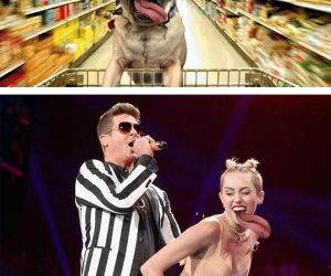 pug photoshop battle funny picture