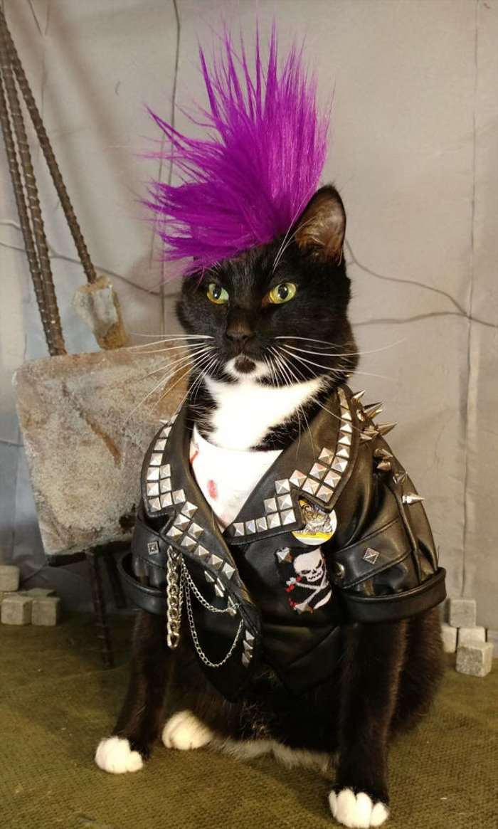 punk rock cat