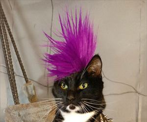 punk rock cat