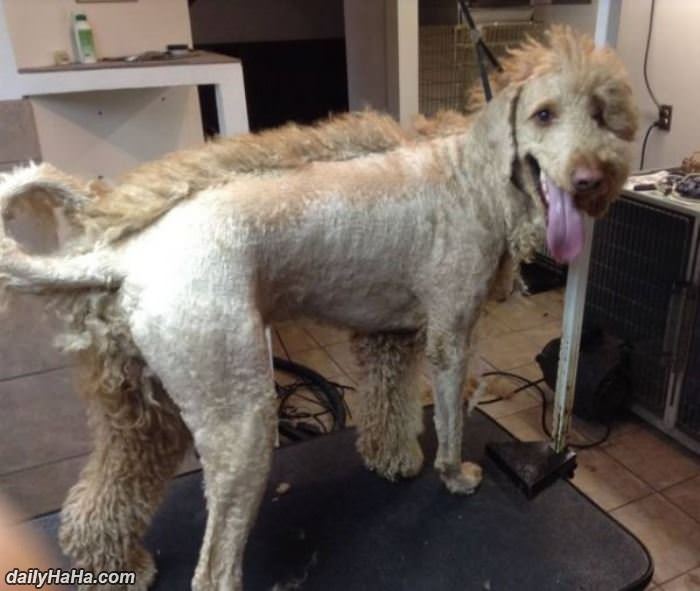 punk rock dog funny picture