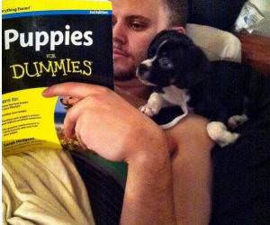 Puppies For Dummies funny picture