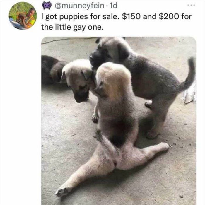 puppies for sale
