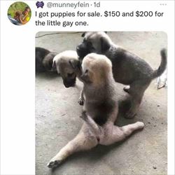 puppies for sale