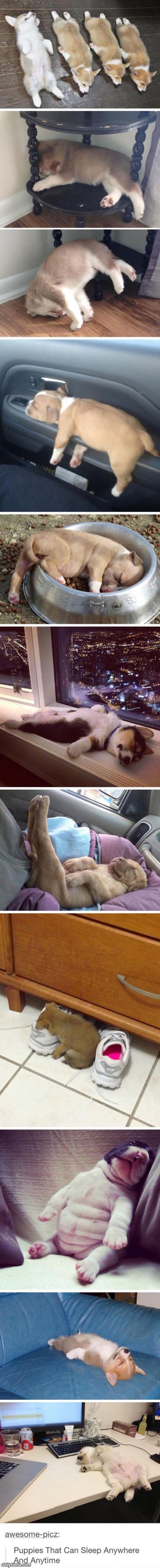 puppies can sleep anywhere funny picture