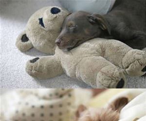 puppies cuddling stuffed animals funny picture