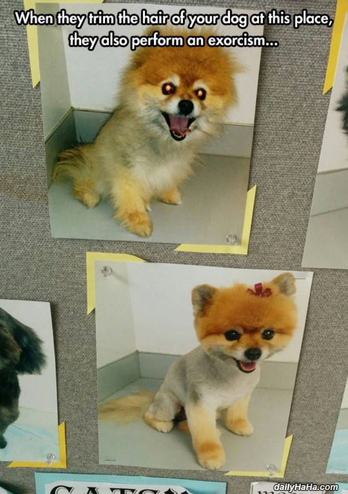 puppy haircut funny picture