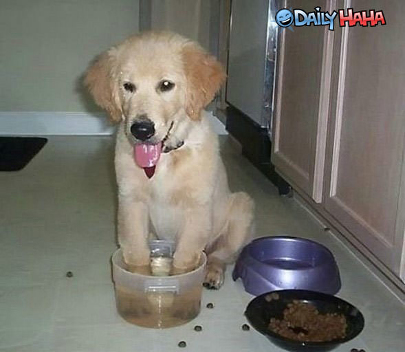 Puppy Playing in Water