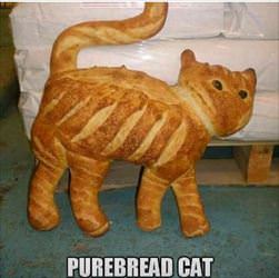 pure bread cat