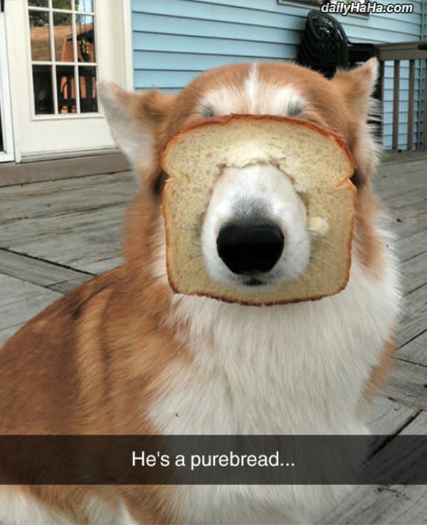 purebread funny picture