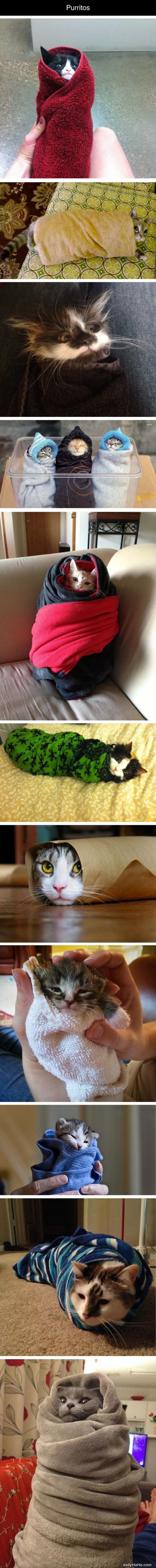 purritos funny picture