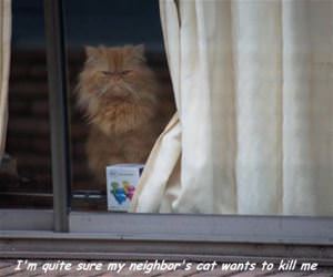 quite sure about this cat funny picture