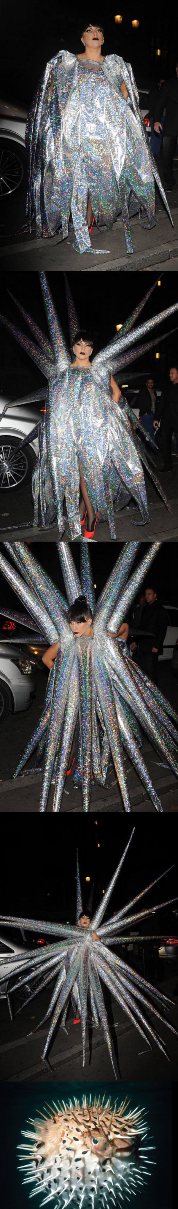 quite the fashion statement funny picture