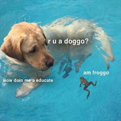 r u a doggo