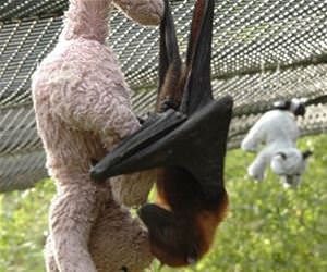 ralphie the bat funny picture