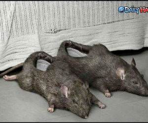 Rat Slippers Funny Picture