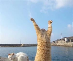 rawrrrrrrrrrrrr