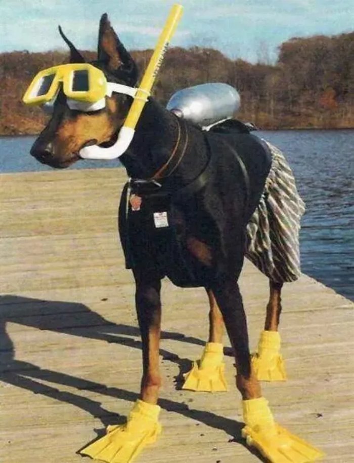 ready to dive