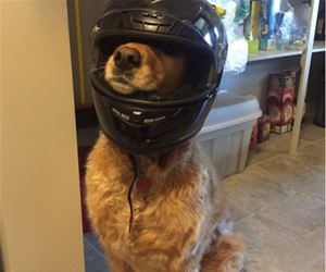 ready for a bike ride funny picture