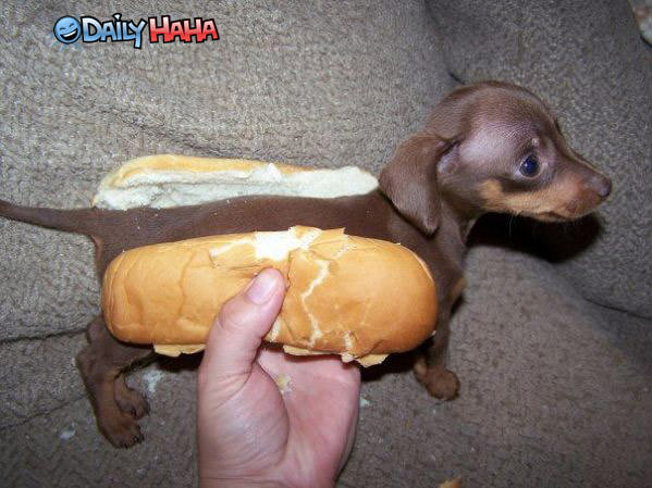 Real Life Hot Dog