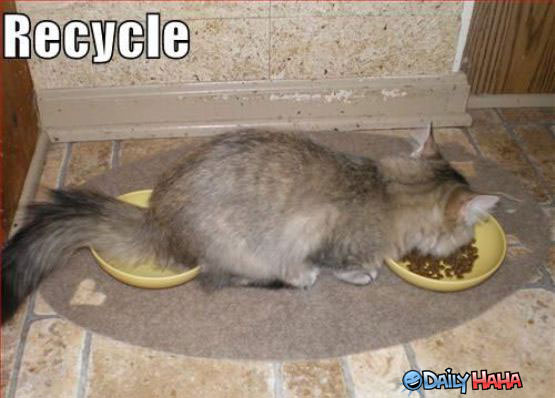 Recycle Cat
