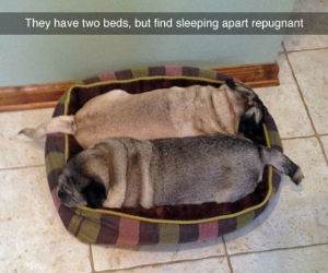 repugnant funny picture