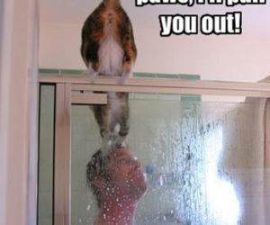 Rescue Cat to the Rescue