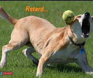 Retarded Dog