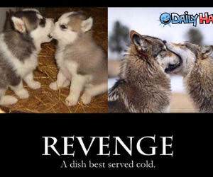 Revenge Served Cold Pic