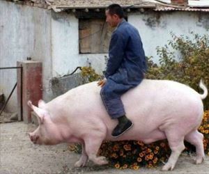 riding rosie odonell