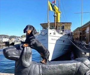 riding the wiener