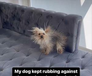rubbing the couch