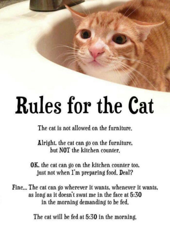 rules for the cat funny picture
