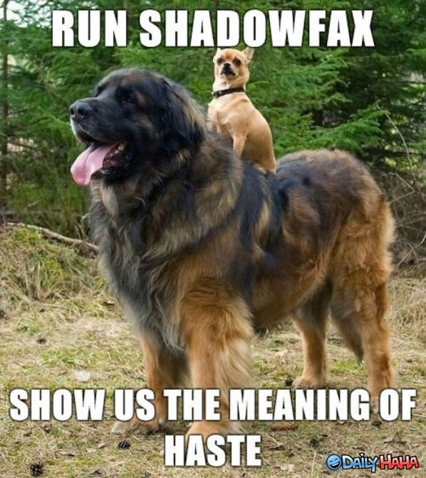 Run Shadowfax funny picture