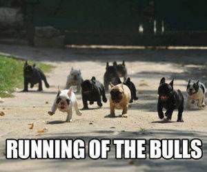 Runing of the Bulls funny picture