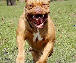 Running Slobbering Dog