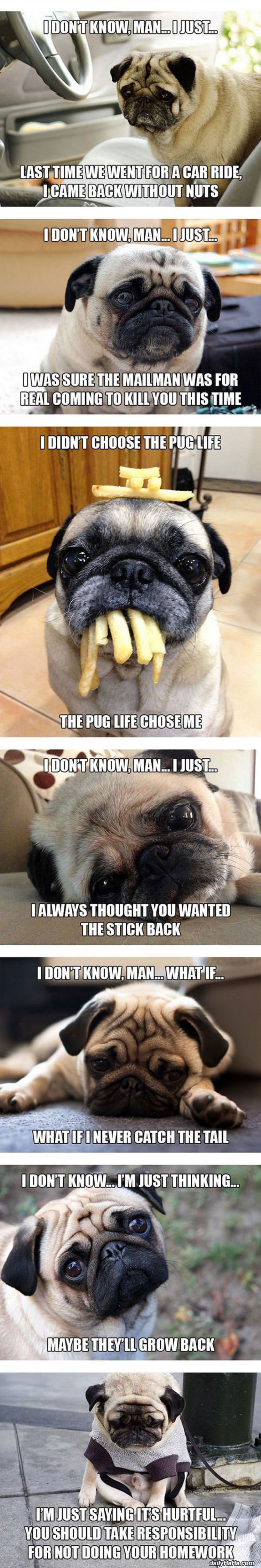 sad pugs funny picture