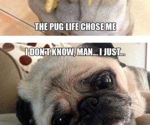 sad pugs funny picture
