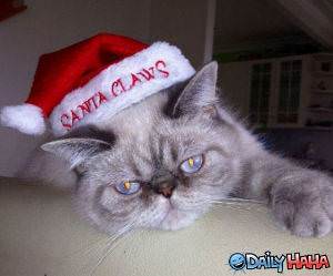 Santa Claws funny picture