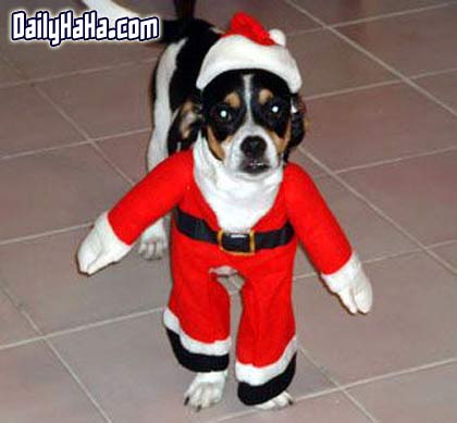 Dog wearing santa costume