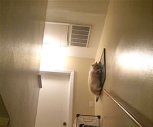 say hello to the new dog funny picture