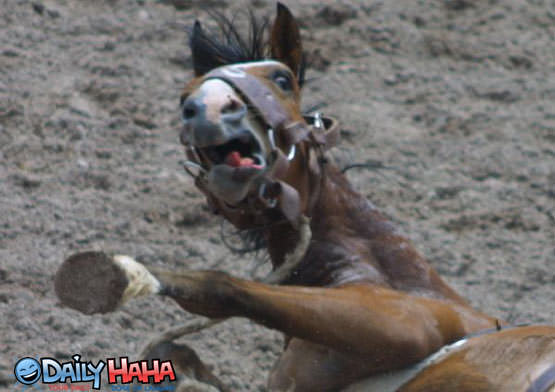 Scared Horse Picture