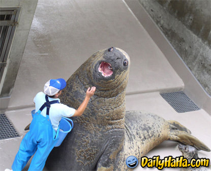 Giant seal looks like a turd!