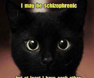 Schizophrenic Cat funny picture