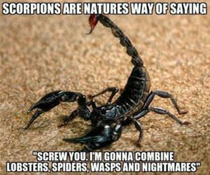 scorpions funny picture